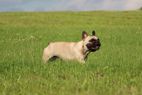 How Much Exercise Do French Bulldogs Need?