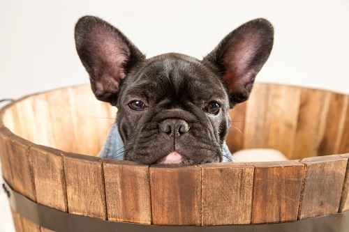Why Do French Bulldogs Lick so Much?
