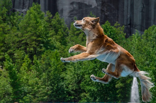 How High Can a Golden Retriever Jump? 