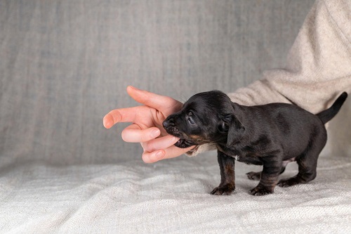 How to Take Care of Newborn French Bulldog Puppies?