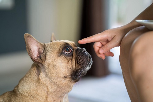 How to Stop French Bulldog Licking Paws?
