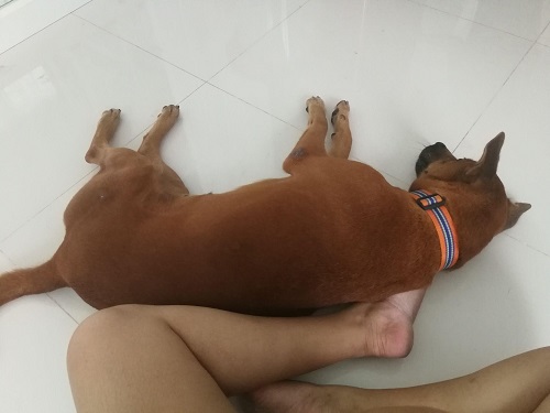 Why Do Dogs Sleep with Their Bum Facing You?