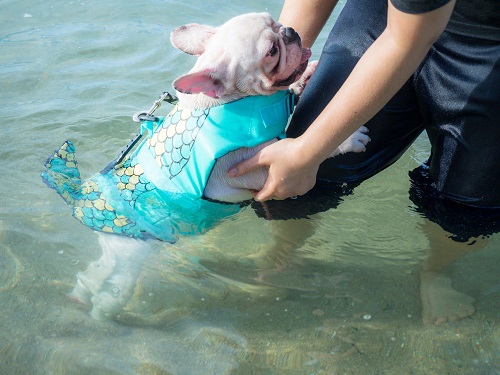 Can French Bulldogs Swim? 