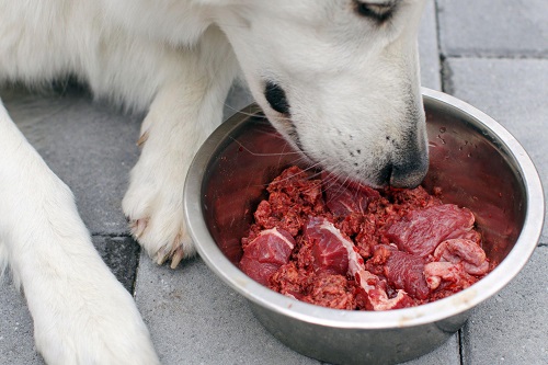 Can Huskies Eat Raw Meat?