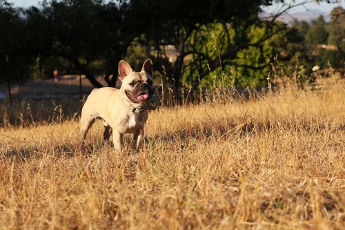How Long Can French Bulldogs Be Outside in The Heat?