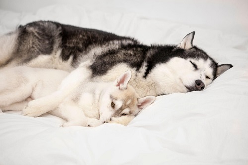 Why Do Huskies Dig In Their Beds Before Sleep? 