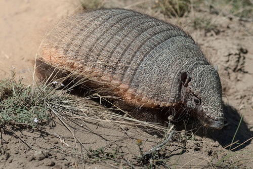 Are Armadillos Dangerous to Dogs?