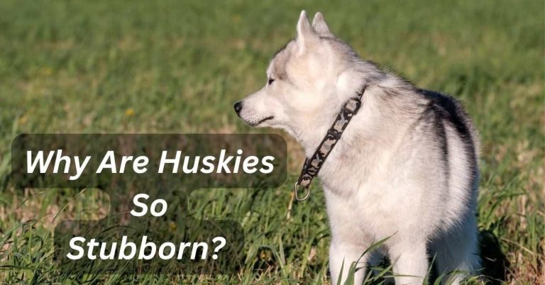 Why Are Huskies So Stubborn?