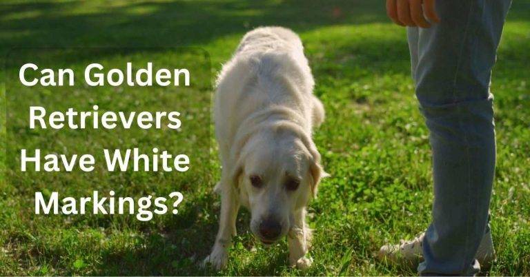 Can Golden Retrievers Have White Markings?