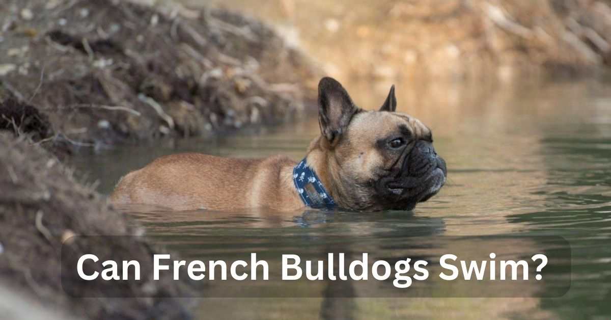 Can French Bulldogs Swim? (Affinity for Swimming)