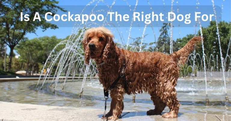 Is A Cockapoo The Right Dog For You?