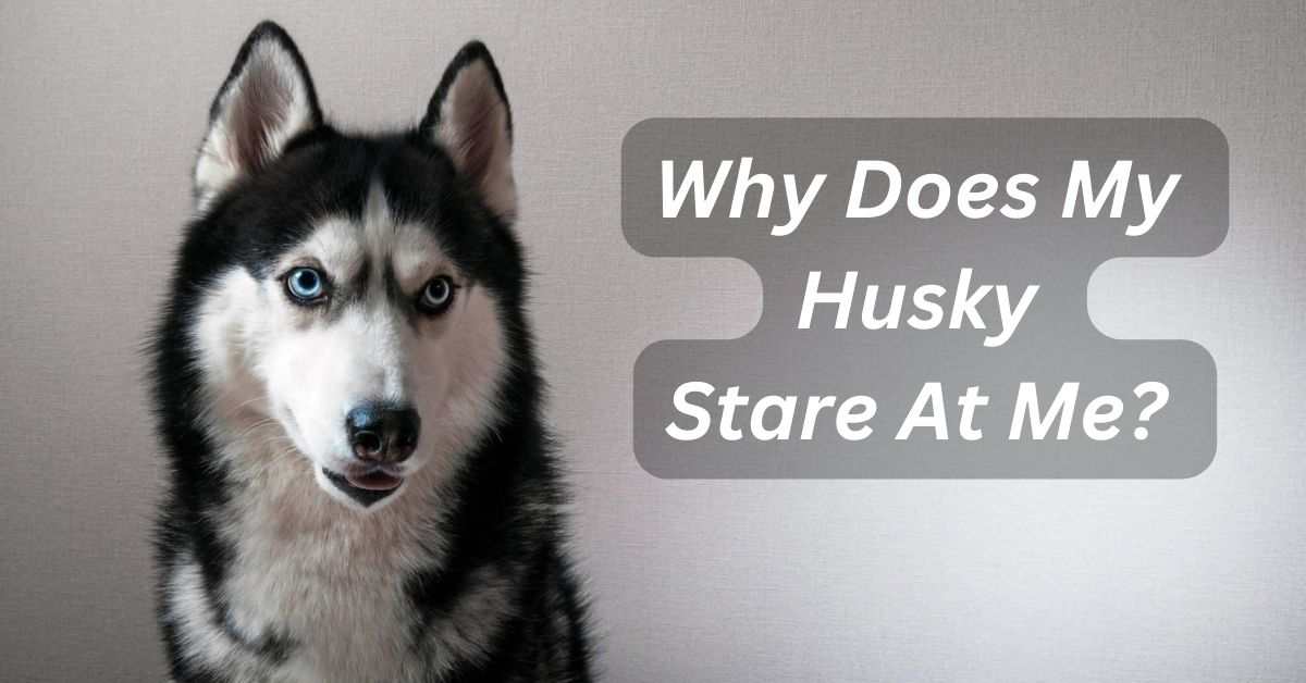 Why Does My Husky Stare At Me?