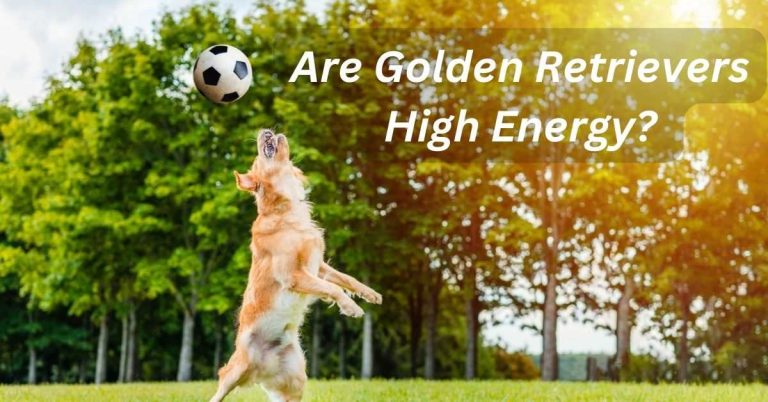 Yes, Golden Retrievers are generally high-energy dogs, but individual energy levels may vary.