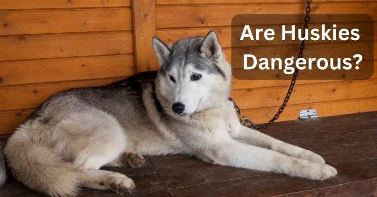 Are Huskies Dangerous
