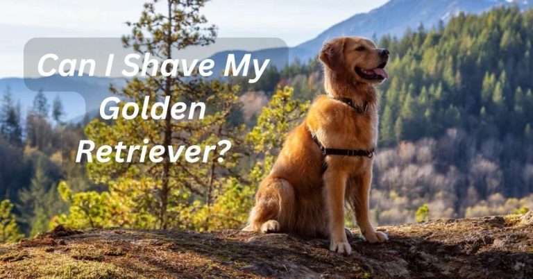 Can I Shave My Golden Retriever? (Tips for Effective Coat Care)