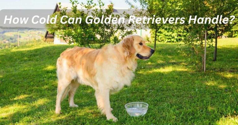 How Cold Can Golden Retrievers Handle?