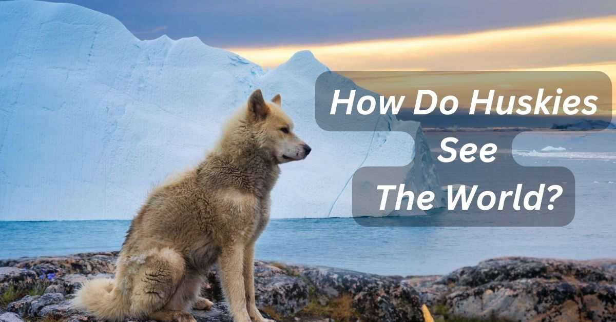 How Do Huskies See The World