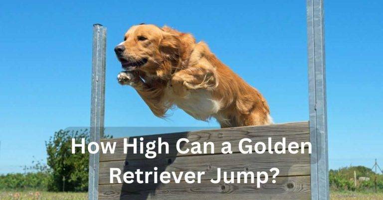 How High Can a Golden Retriever Jump