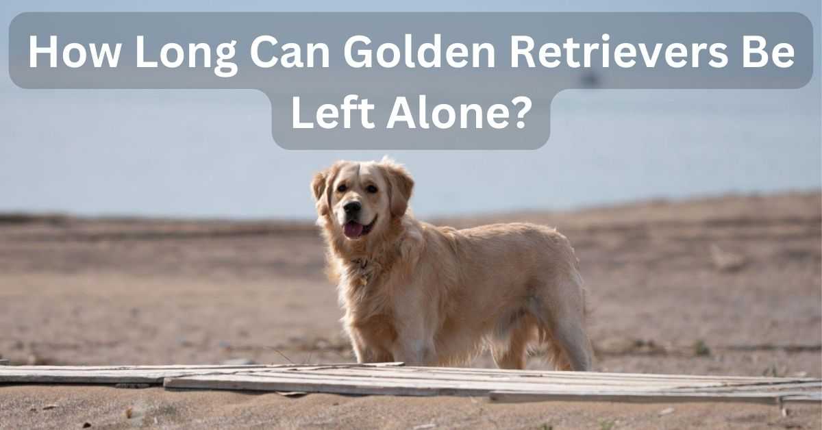 How Long Can Golden Retrievers Be Left Alone?