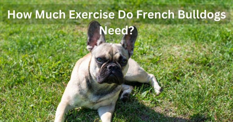 How Much Exercise Do French Bulldogs Need-compressedHow Much Exercise Do French Bulldogs Need