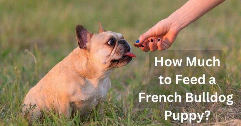 How Much to Feed a French Bulldog Puppy?