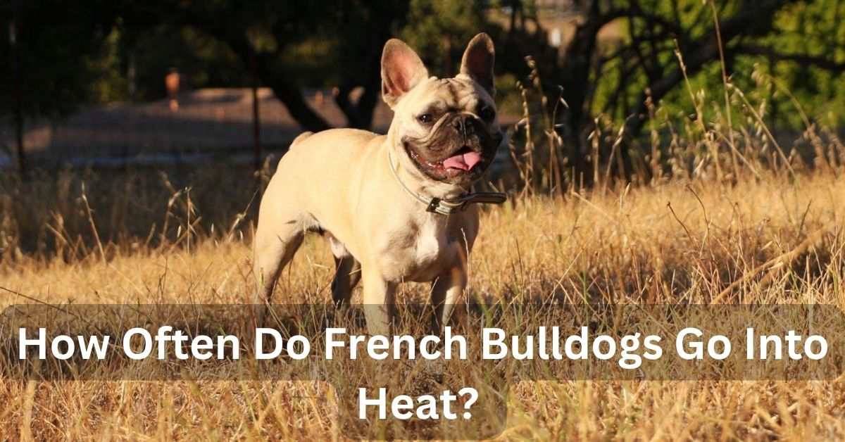 How Often Do French Bulldogs Go Into Heat?