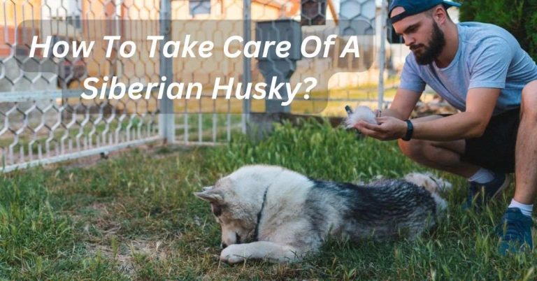 How To Take Care Of A Siberian Husky
