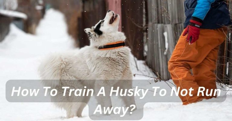 How To Train A Husky To Not Run Away