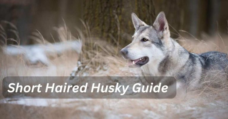 Short Haired Husky Guide