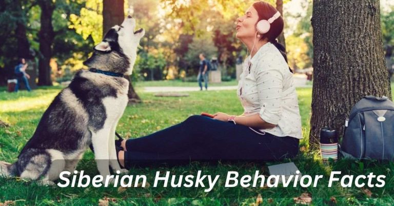 Siberian Husky Behavior Facts