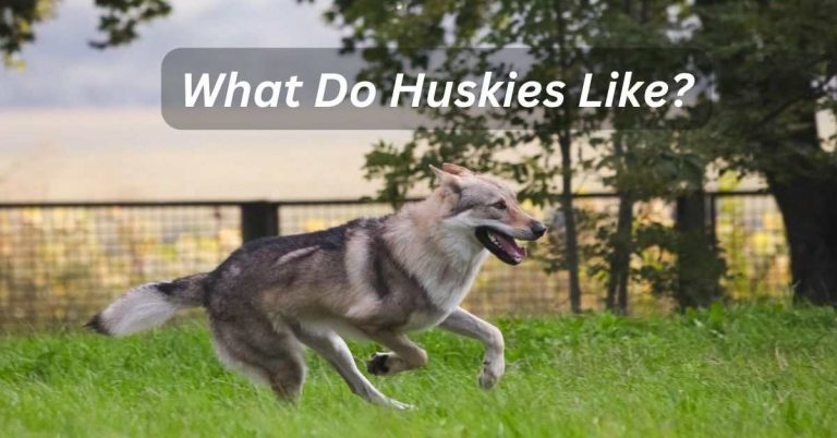What Do Huskies Like?