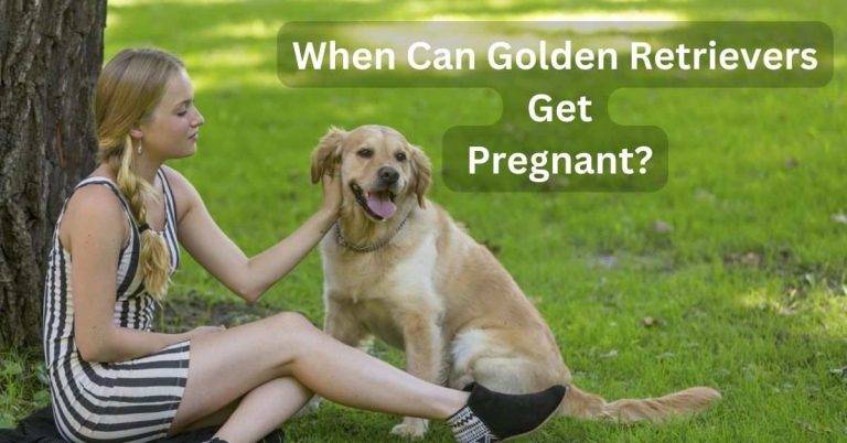 When Can Golden Retrievers Get Pregnant?