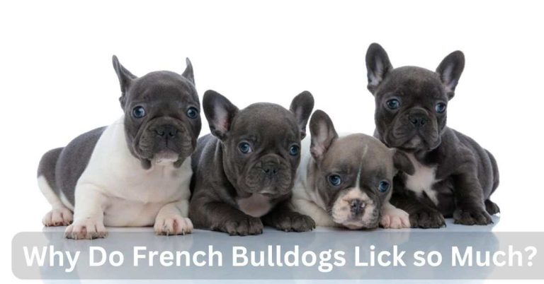 Why Do French Bulldogs Lick so Much?