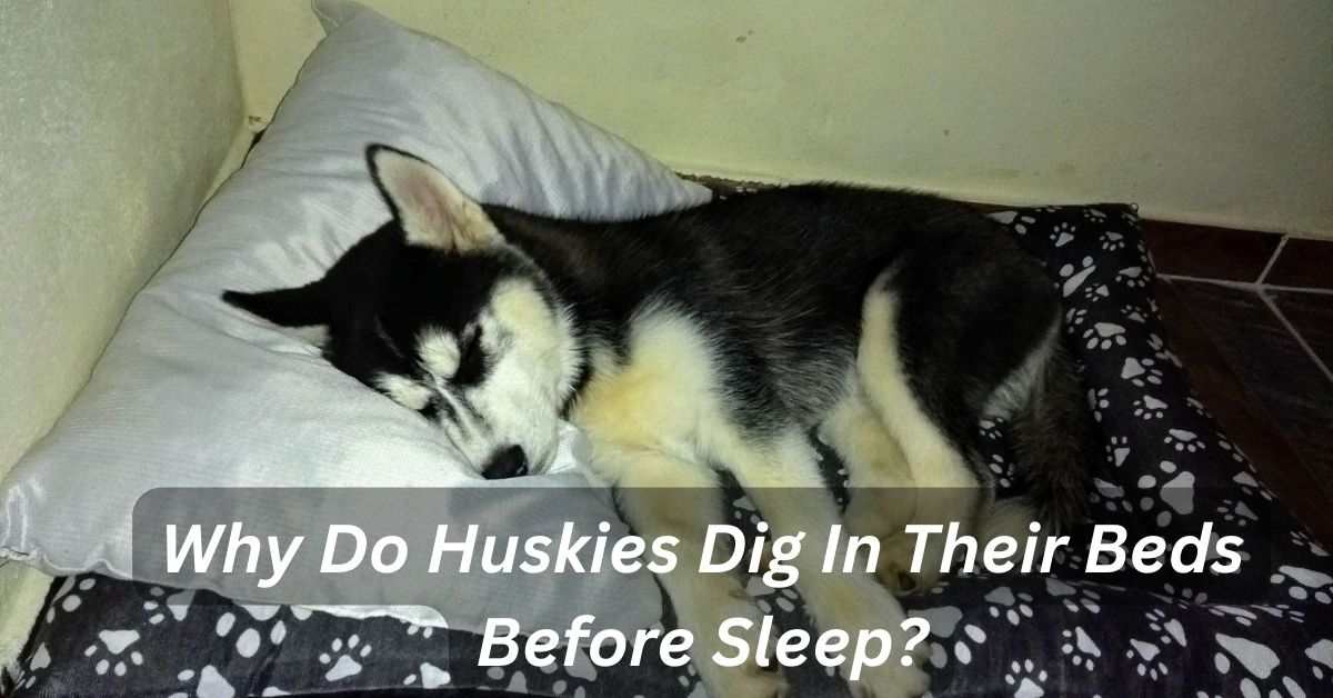 Why Do Huskies Dig In Their Beds Before Sleep?