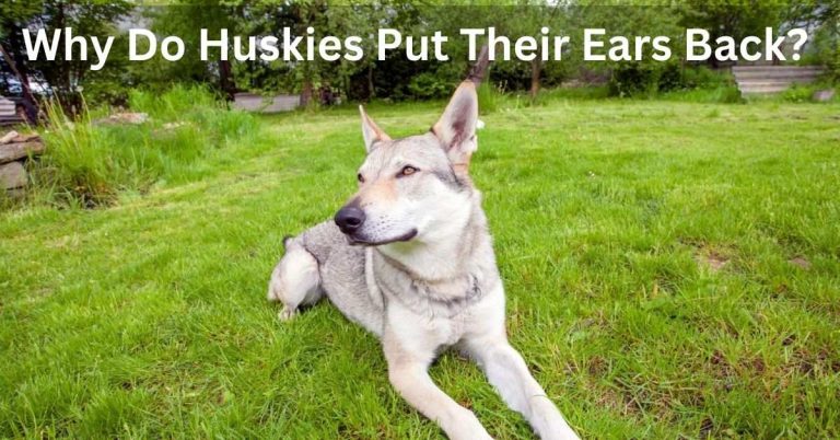 Why Do Huskies Put Their Ears Back