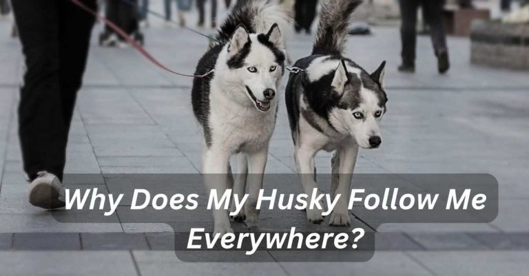 Why Does My Husky Follow Me Everywhere?