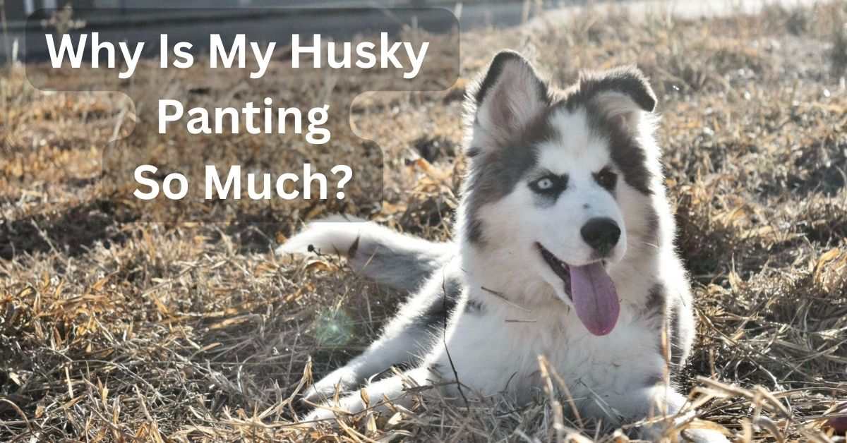 Why Is My Husky Panting So Much?