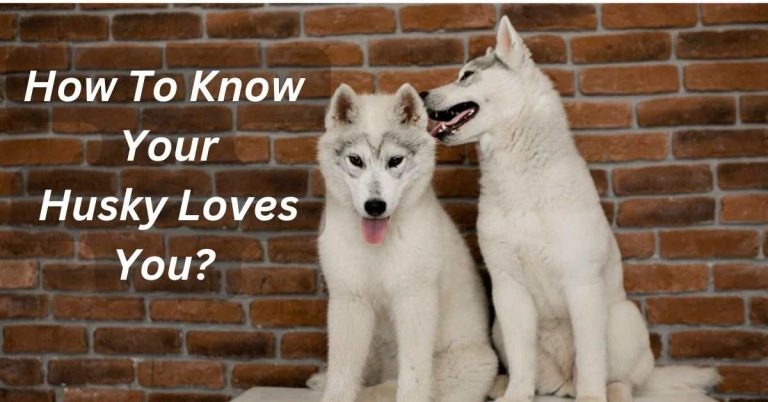 How To Know Your Husky Loves You?