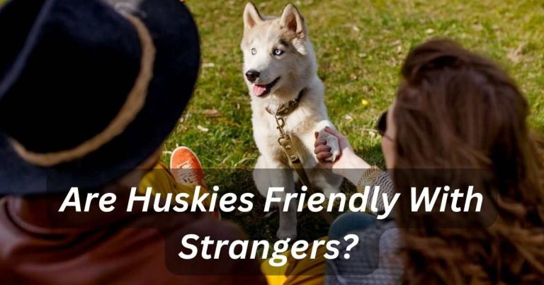 Are Huskies Friendly With Strangers