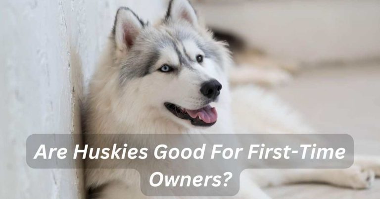 Are Huskies Good For First-Time Owners