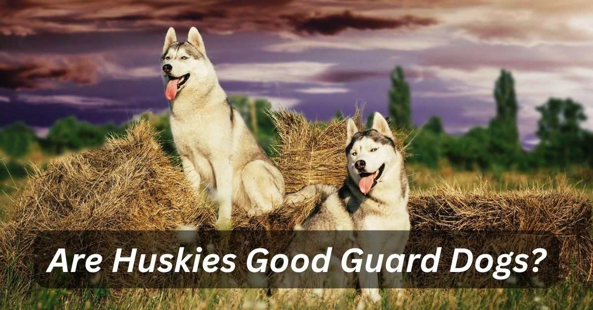 Are Huskies Good Guard Dogs