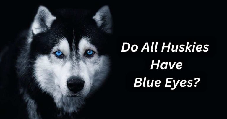 Do All Huskies Have Blue Eyes