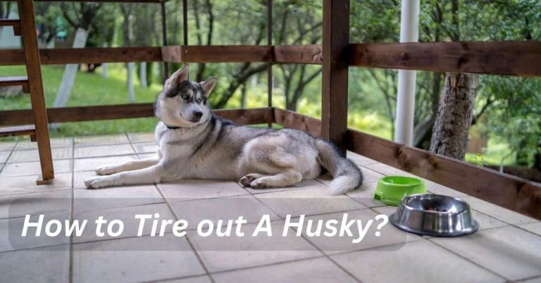 How to Tire out A Husky?