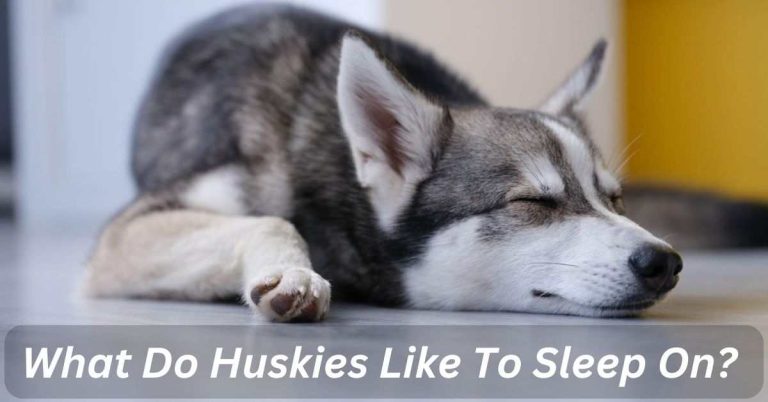 What Do Huskies Like To Sleep On?