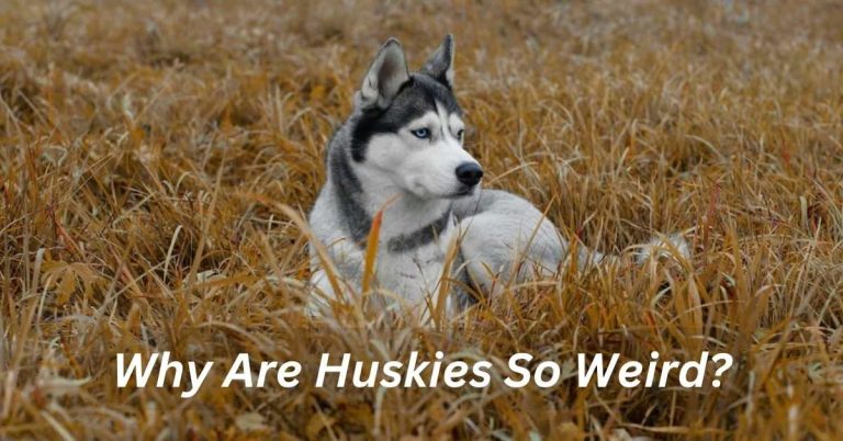 Why Are Huskies So Weird