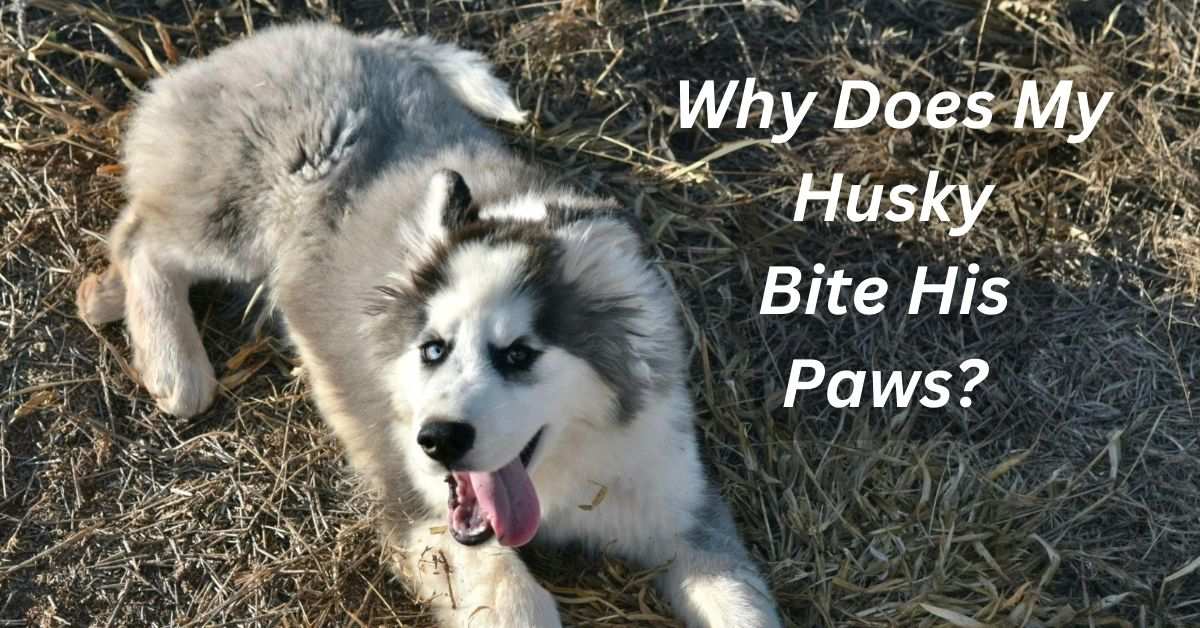 Why Does My Husky Bite His Paws