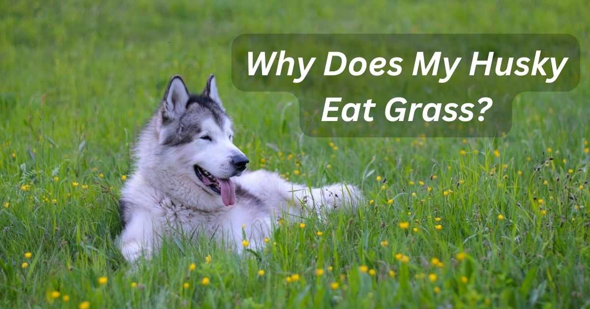 Why Does My Husky Eat Grass?