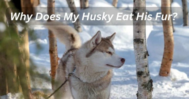 Why Does My Husky Eat His Fur