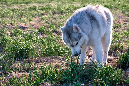Why Does My Husky Eat Grass?