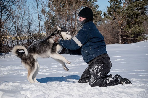 How To Train A Husky To Not Run Away? 